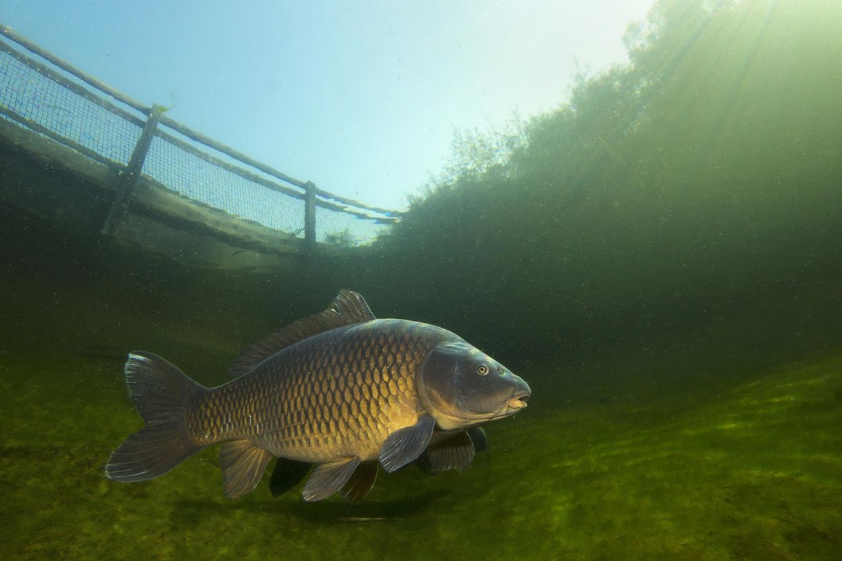 Fische kaufen